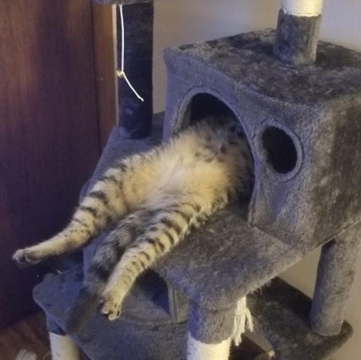 202b4d5a46bacea271f39b1ed4