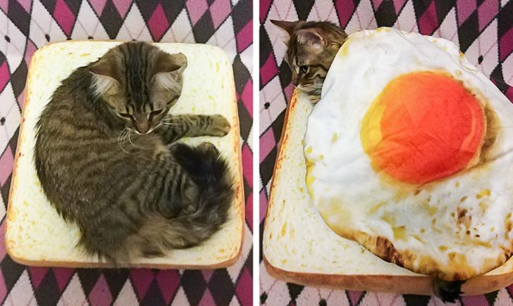 204f355319ac61203b30da71f8