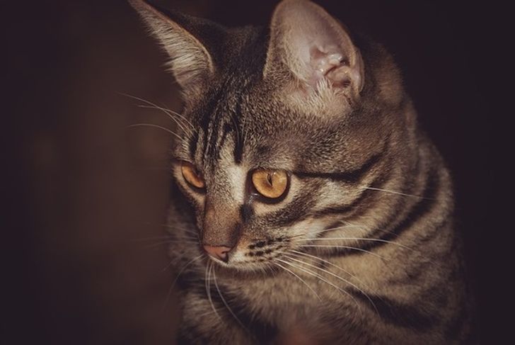 20706d5713b2553831ca4b7724