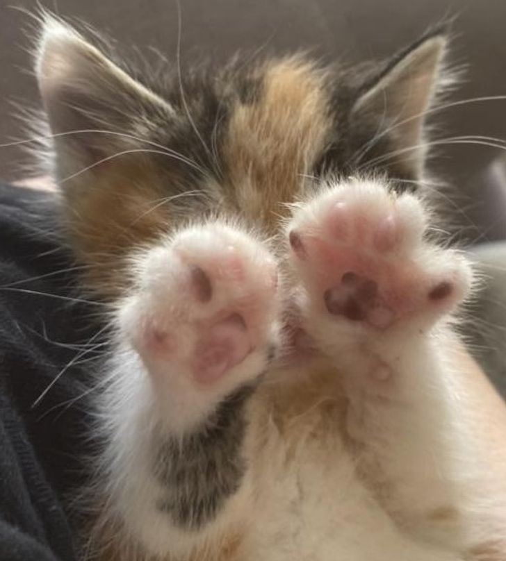 20cc455edea7015e15a4290cef