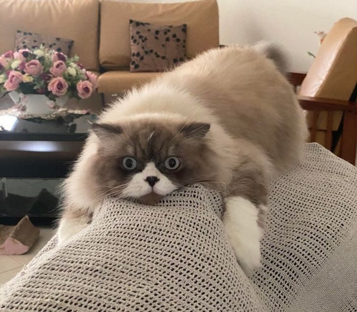 2114d75f8db6a50f52ef19d3b3