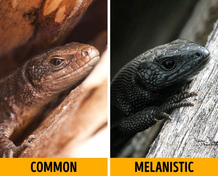 2184355796b6610daeea2b69e1