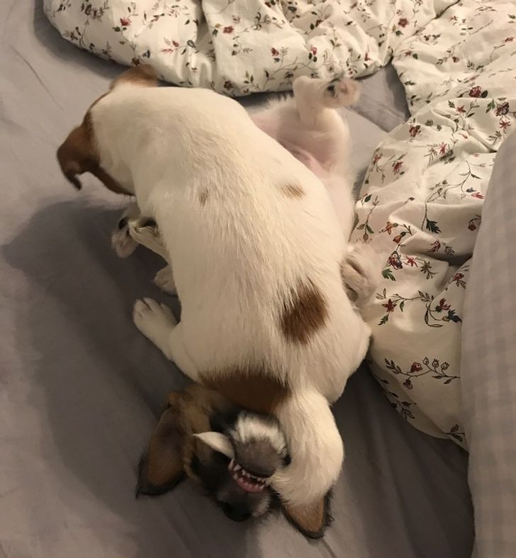 218913503b9b4ba6288966835f