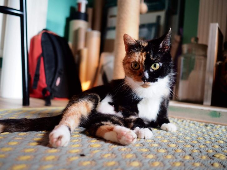 219b7c592390985da7fad5ea0b