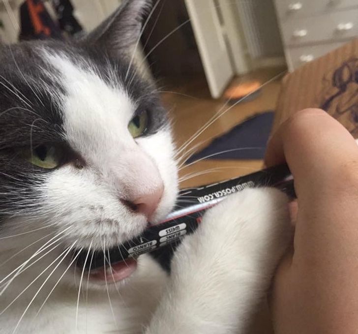 226dd15a4387c0da28978da858