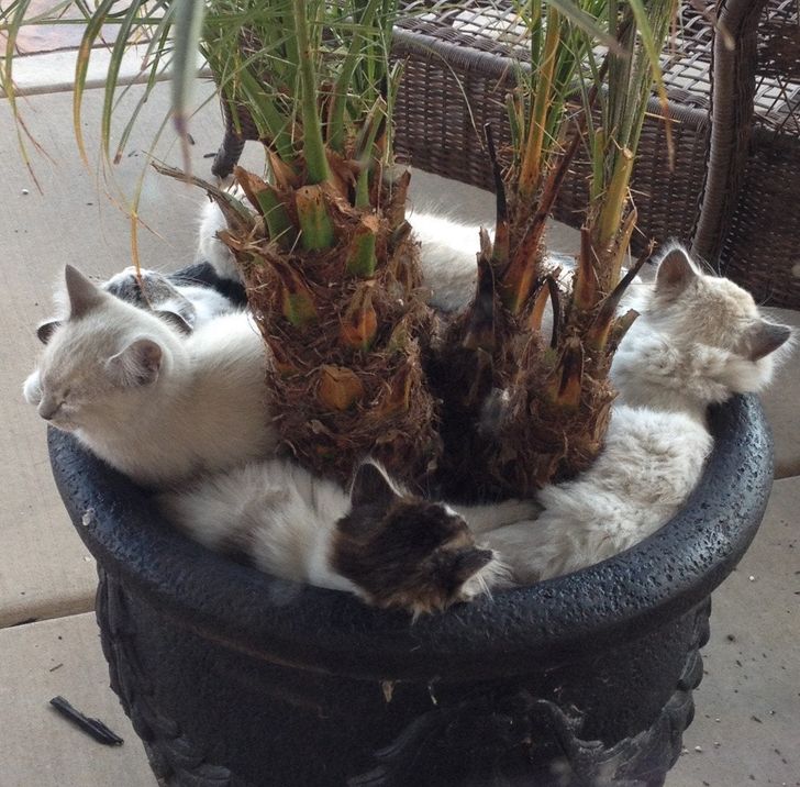 22dec752fdbf49f5003e700531