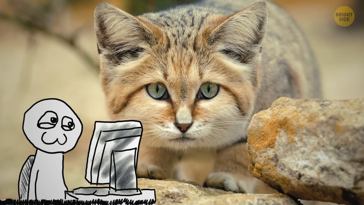 244a045951b7d1d0fdb3fc9921