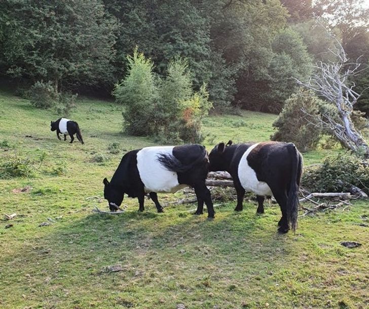 246441550d8a30bb1687d1acca