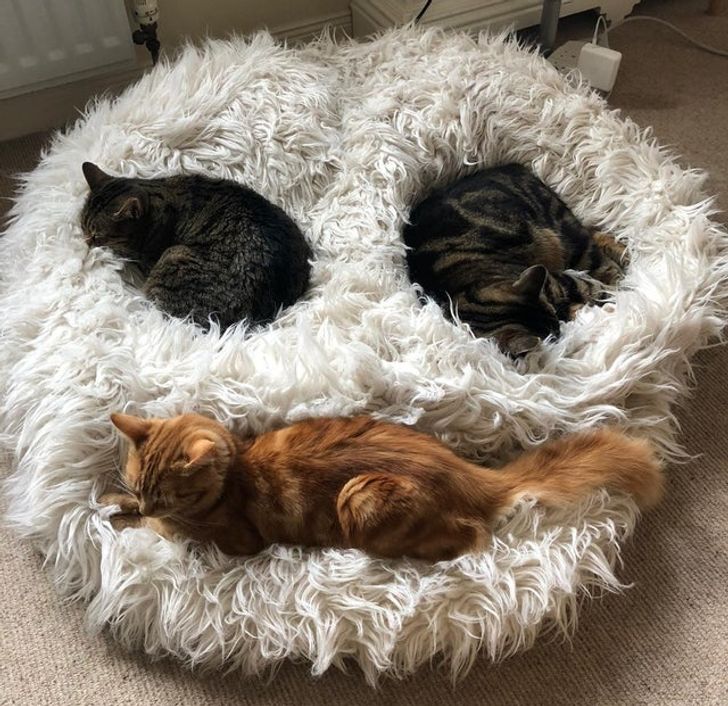 2466d3586aaab45ec95bc64368