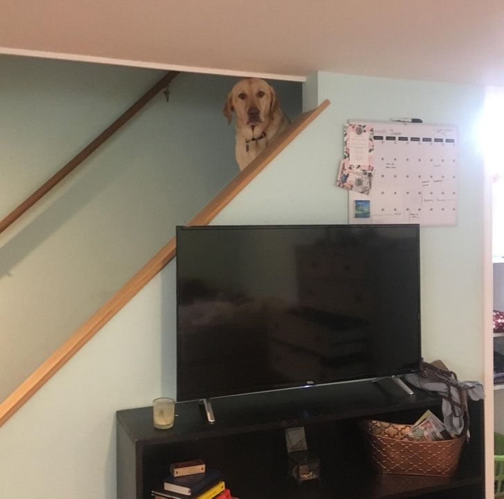 24945f56909aef5f36e2c95219