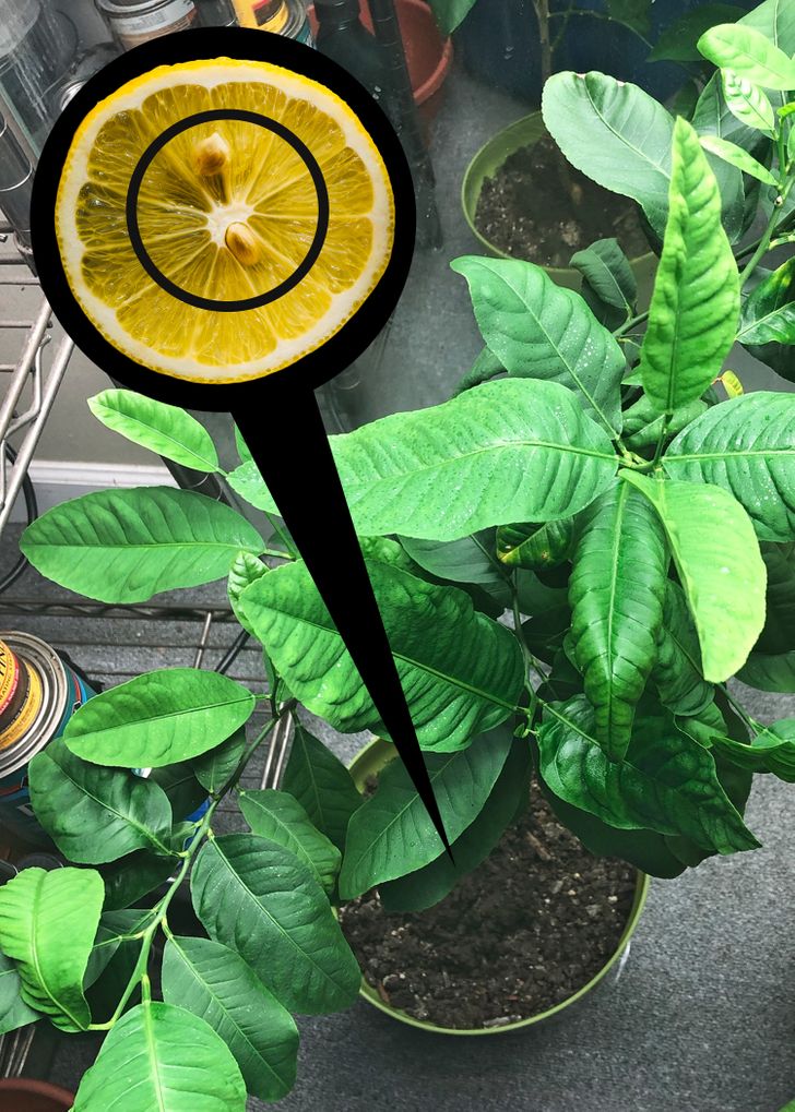 24a6b7542197c38ef4896df71c