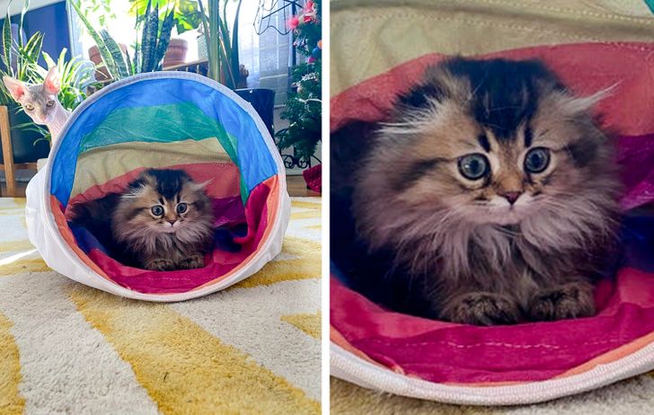 24d56a5fc880f731115b5cc96c