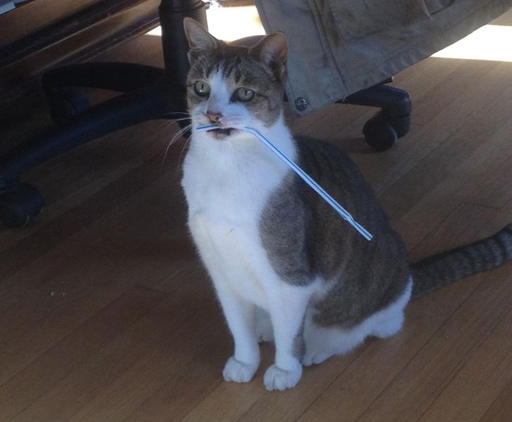 253186591db73e8ab2e26483fe