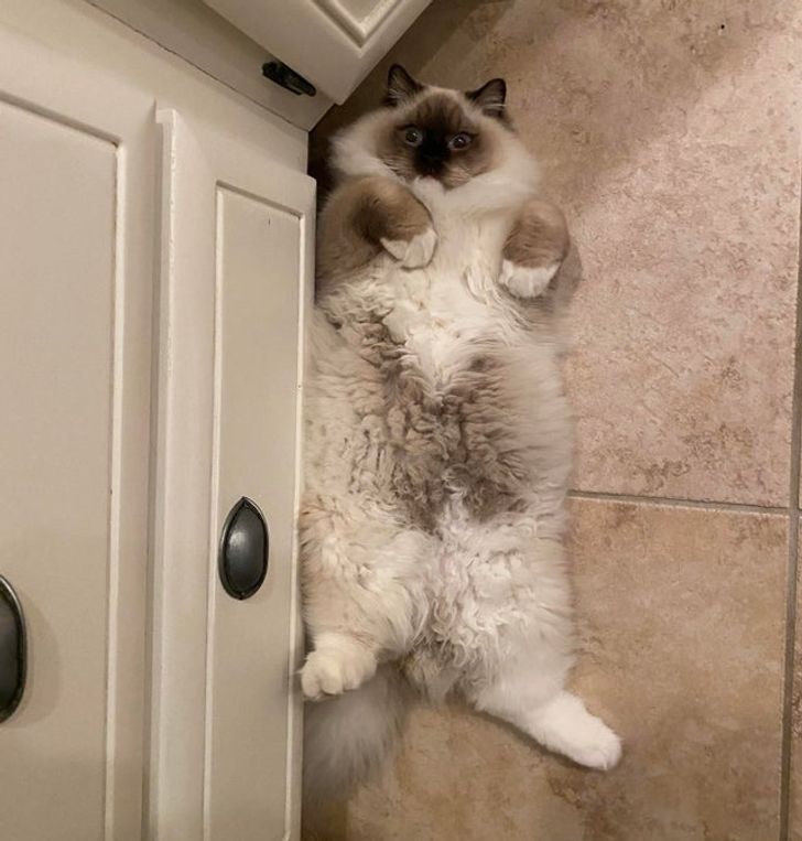 253716519681853e95bbc748b4