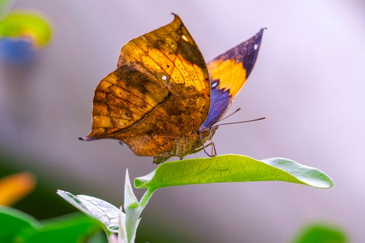 26a2ad515081c4075ffca45253