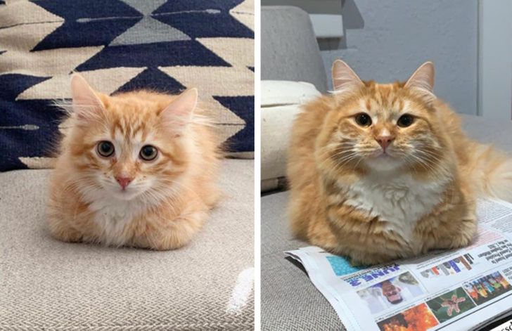 27150c50938f061ea738794e0d