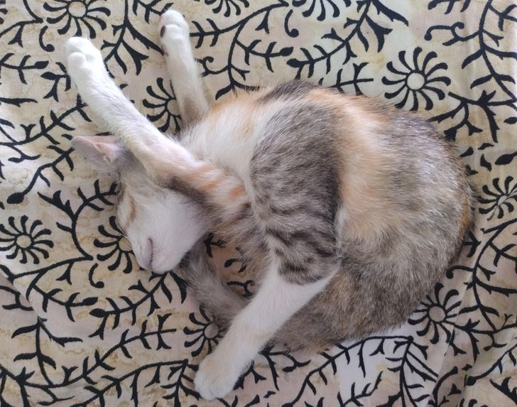 2772a35aa7968ae01c02067354