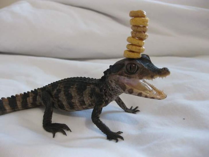 28323e5d7db8ec204e1c8c42b1