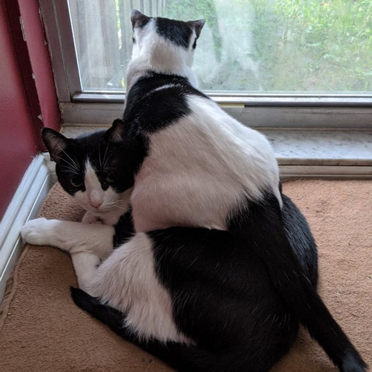 28f52f552881238aaf5097ad22