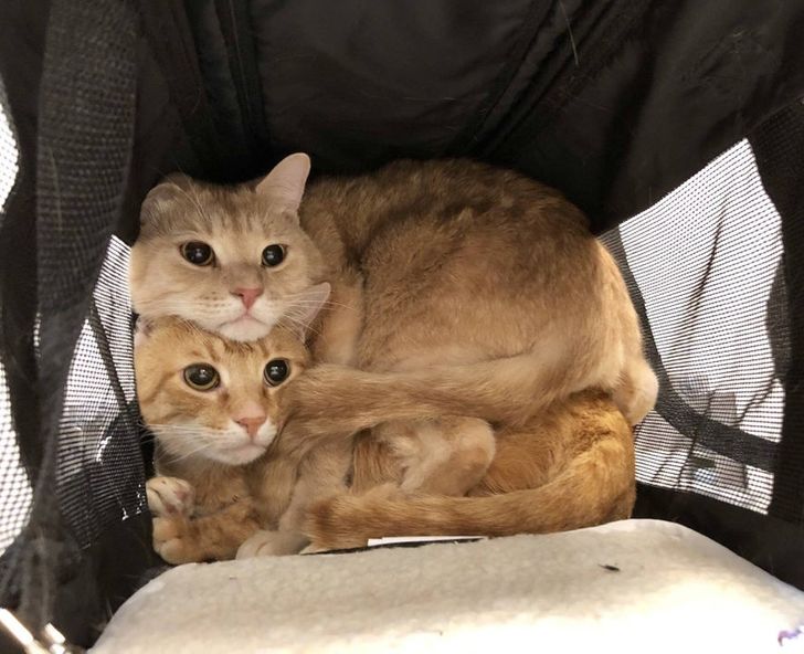 291aa65affb4664d6aa7db6918