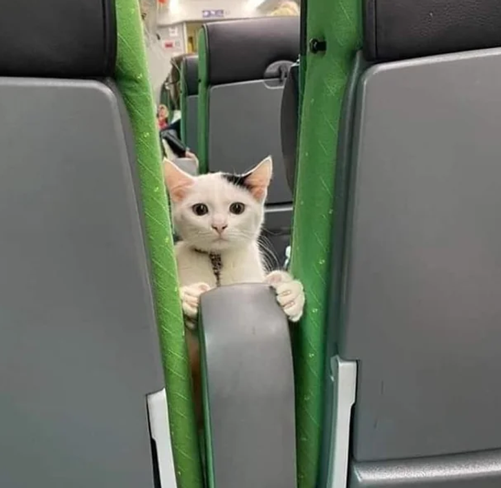 293ecc57a5896a7d7defd043bc