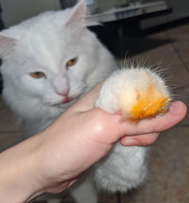 2a01905162a48b7e86dea32cdd