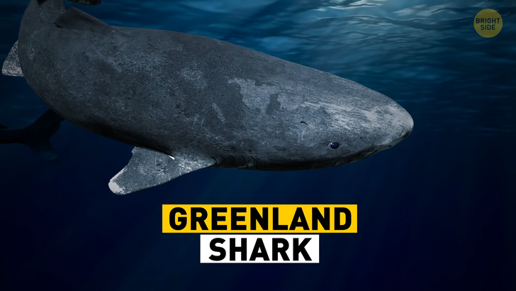 2a3bac5b78a260a8252f858d5c