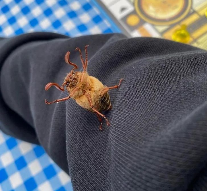 2ab2145c49a276daee00b7c04c