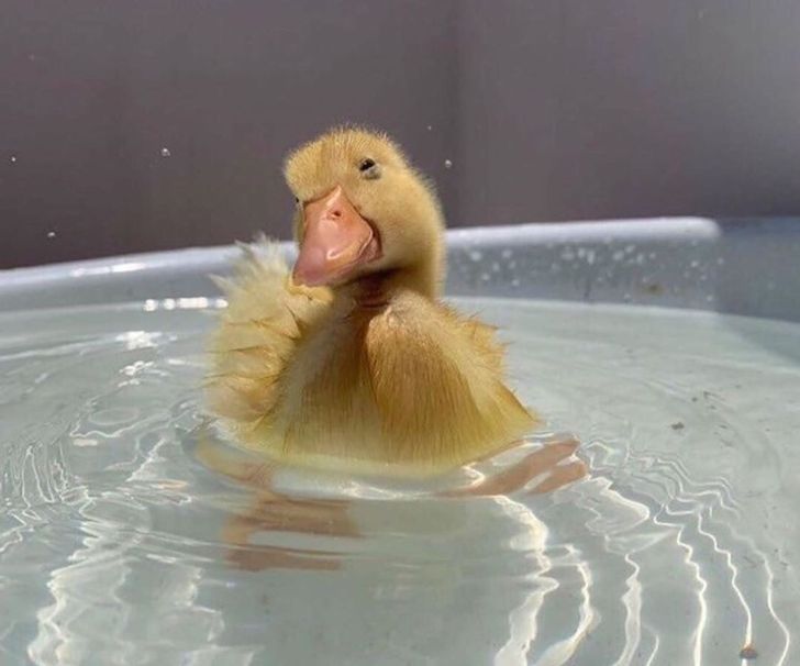 2acf3a5ca6a29286f676035ab5