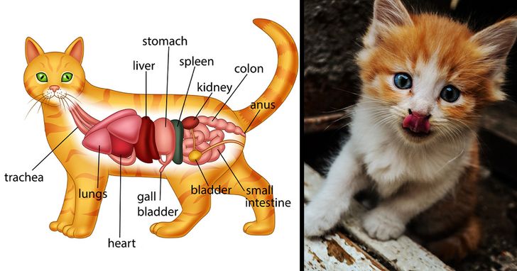 2afb295794a99a27abae770393