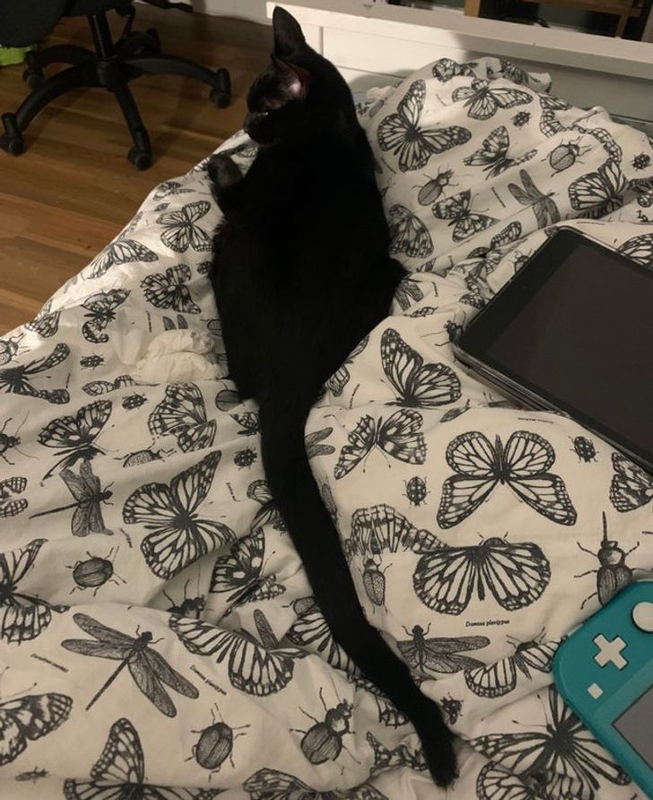 2bb03553ffb879021a8d1bc48d