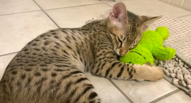 2c69f950e493b36ed1dac82cfd