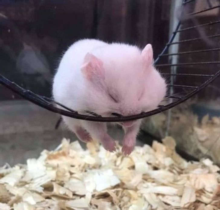 2d25635beda96b7ec8c6944246