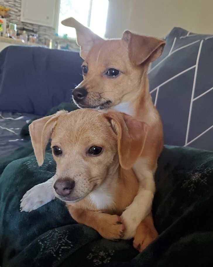 2efb0b5444a60bcab5c0c778c8