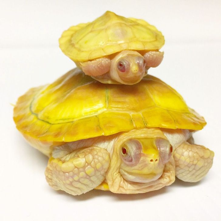 2f1e0f5d8884dee2572aedfd83