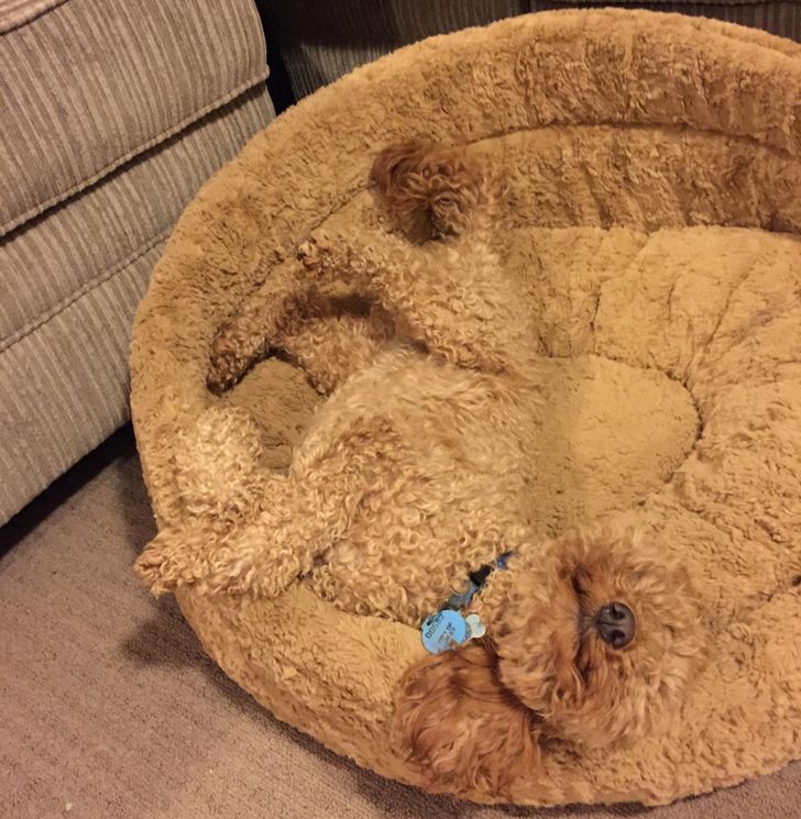 2f55375fa8aa557ef78ef08994