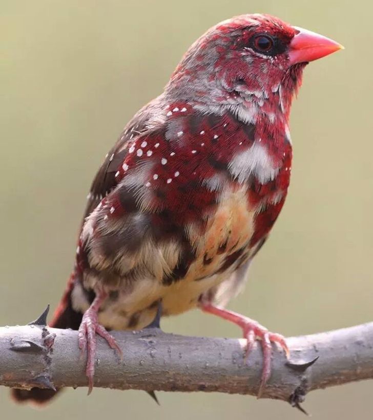 2f809857dc9ad860dc967d4b81