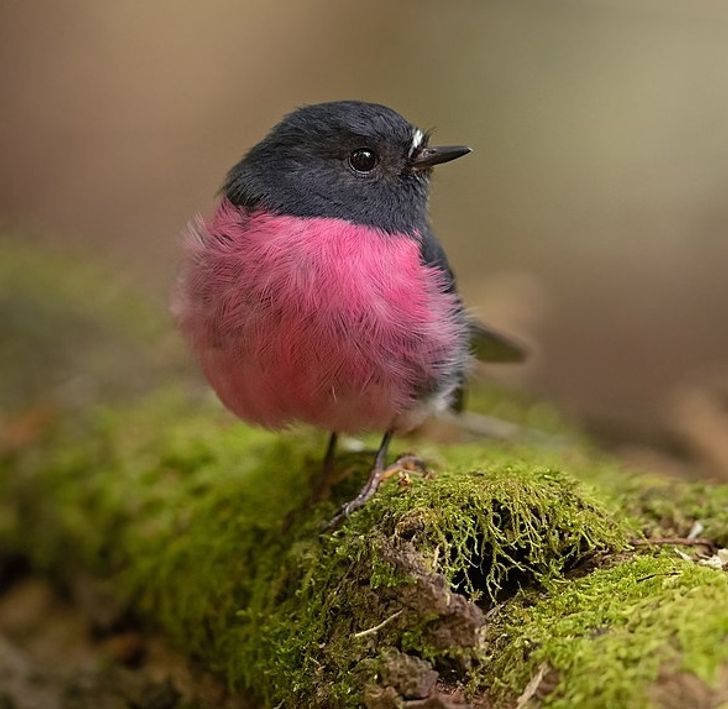 2f8fa65327b4229986dd0481d6