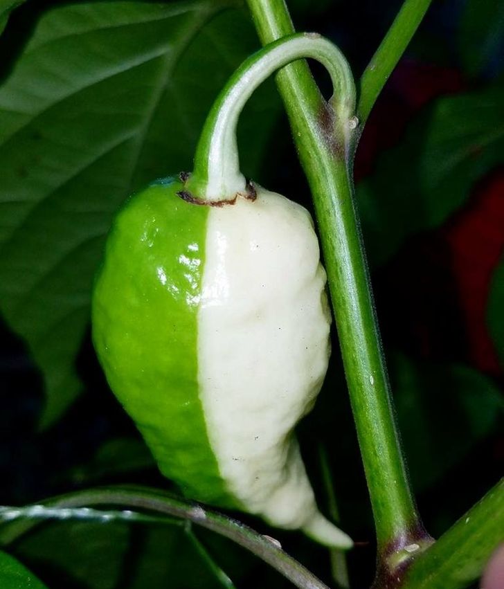 2fff525cd2adff398bf12def19