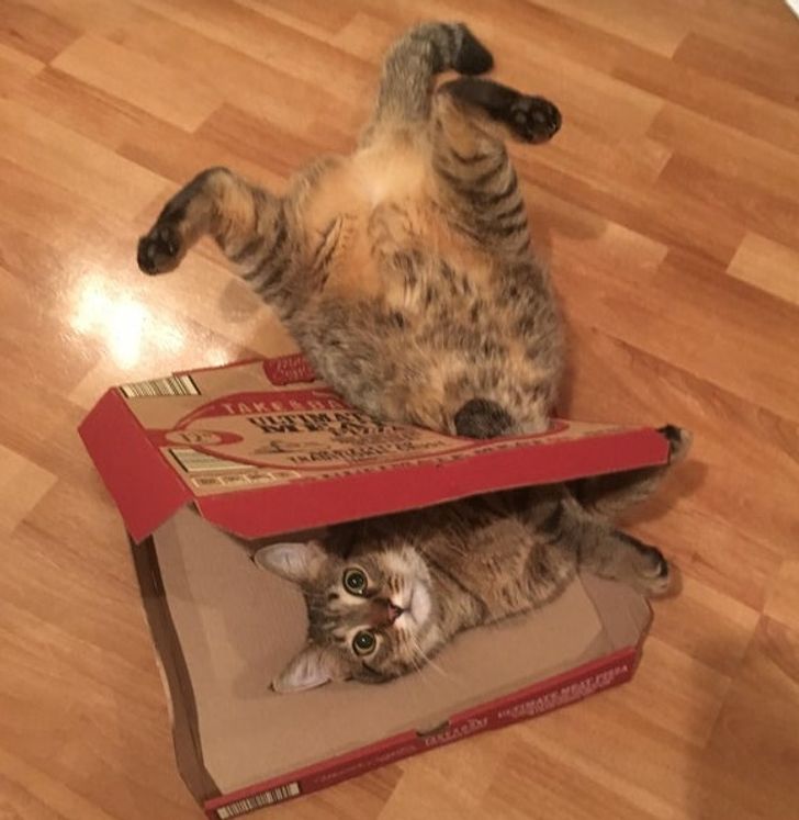 3107d659998d0b0d363d6f11ba