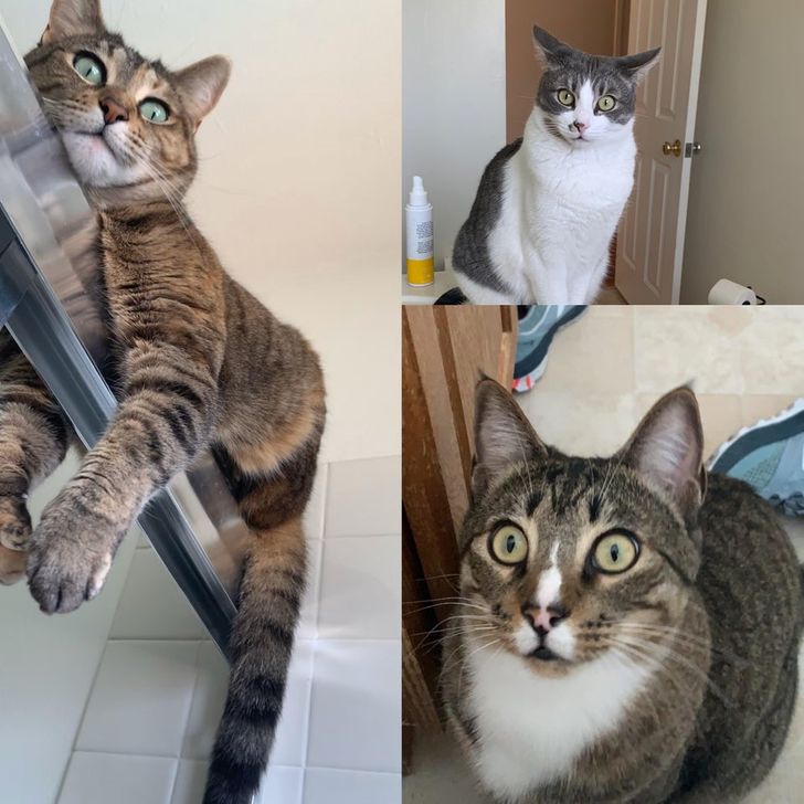 32db645d2496eb918eb152d827