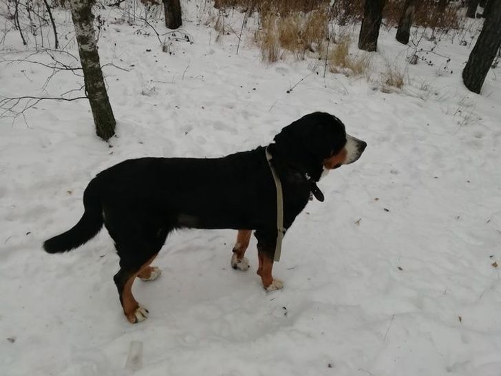 33330c52a1a626381951e4632a