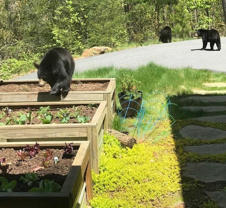 333a705789980ac1e067a5a418