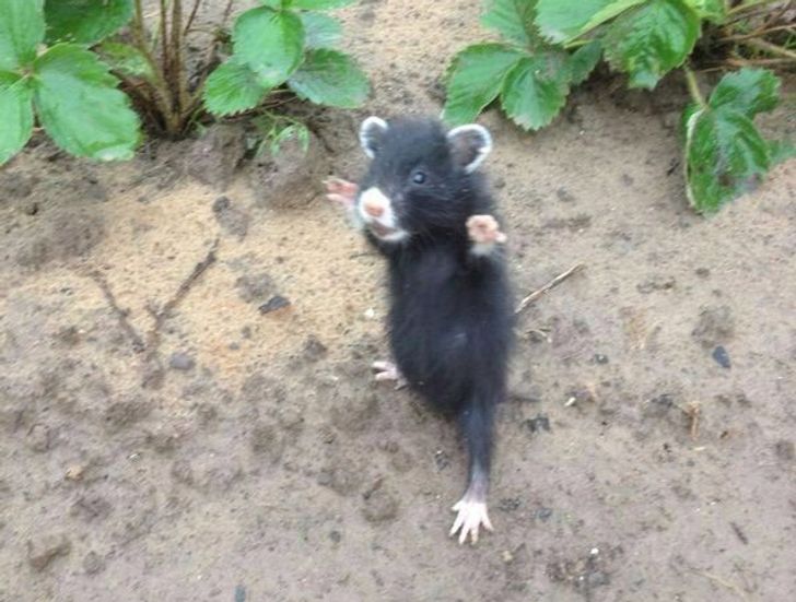 33a5eb5ca680577e03512dbad8