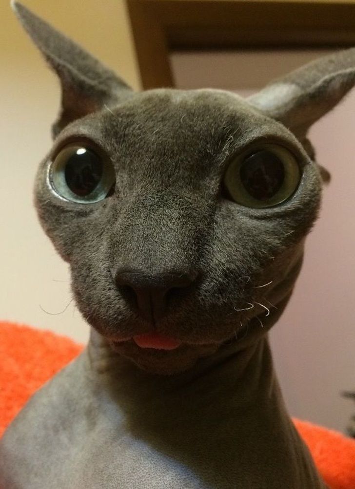 33c08c519392de2a773307ed90