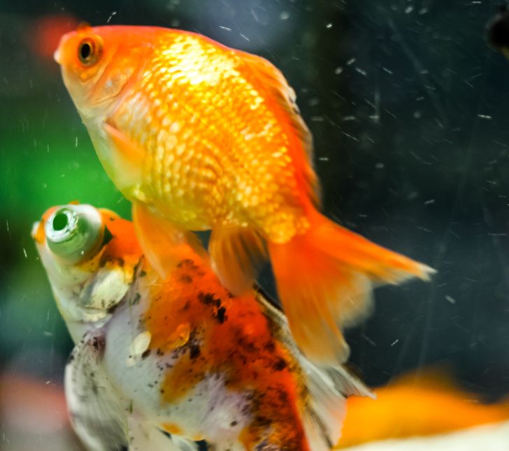 33ce695bccae228510099f8216