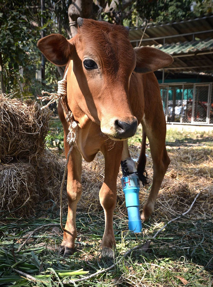 3613105d7884229e0973afb00a