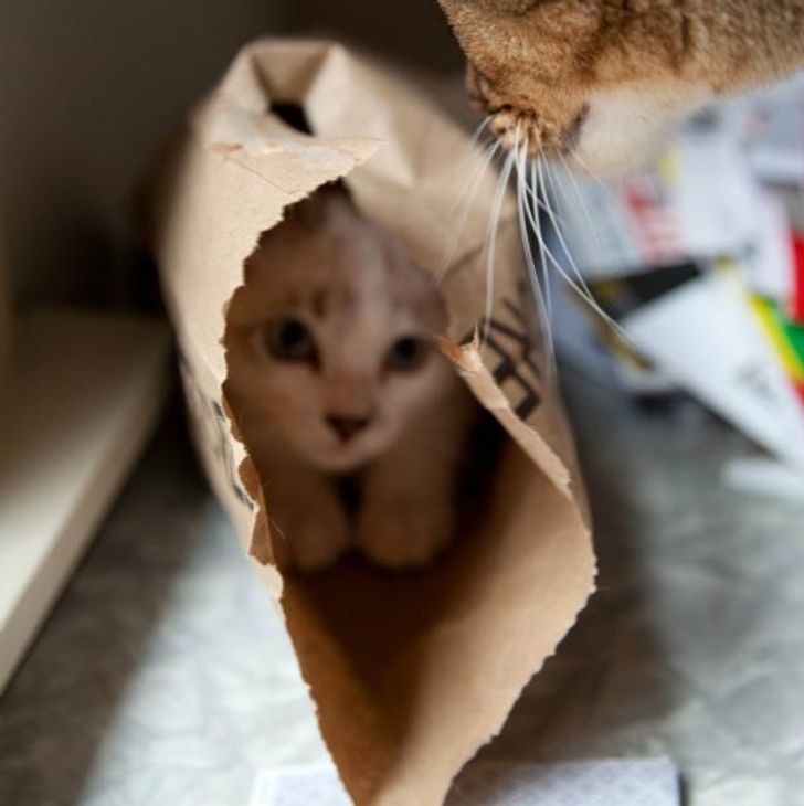 36ef015ba4858d78af6bd57596