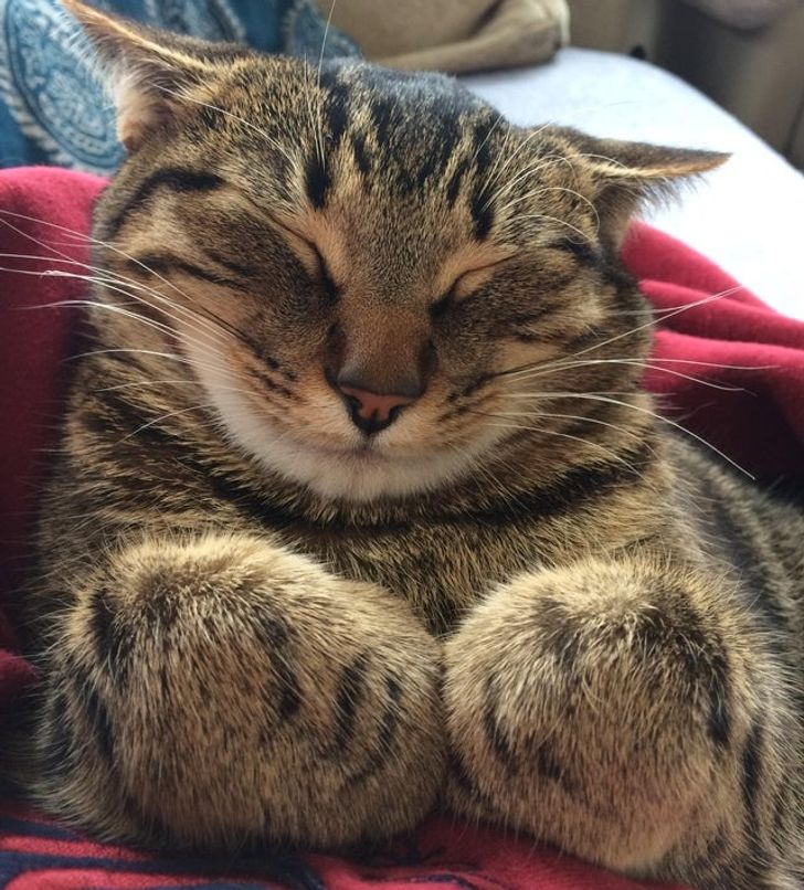 387777505faceef3c767f70d4e