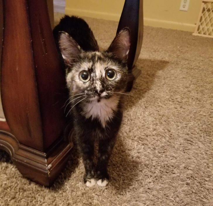 38ed8e5da186eba36565fd1ad4